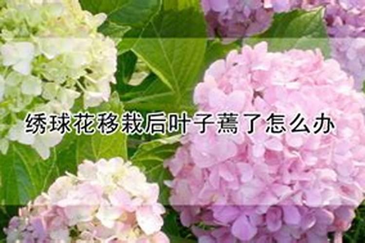 绣球花叶子边缘干枯是怎么回事(绣球花干枯的处理办法)