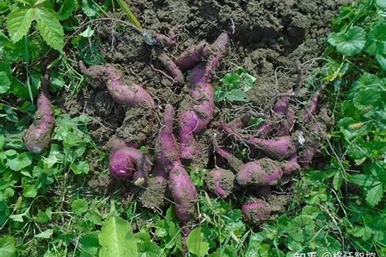 番茄叶片皱缩变小发黄茎秆紫红色,是怎么回事？