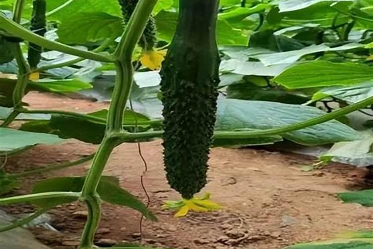 丝瓜打了玉米缩节胺用什么解除药害？