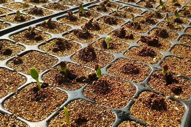 苹果树打药时间与用药方法