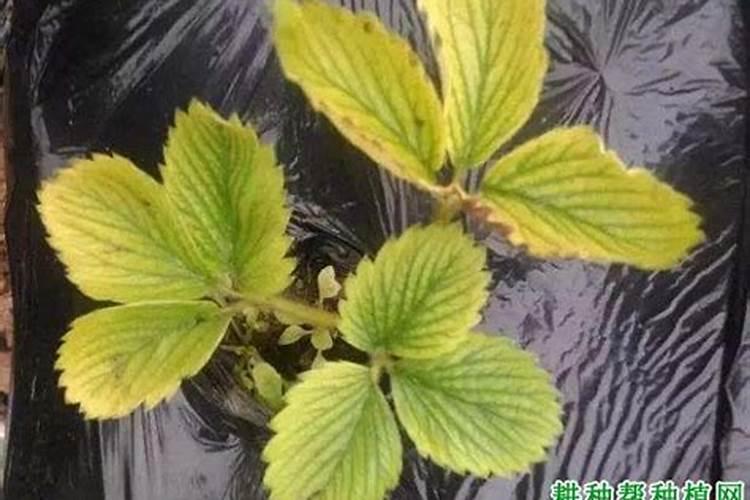 多肉黑法师怎么施肥,4个步骤教你施出美丽的黑法师