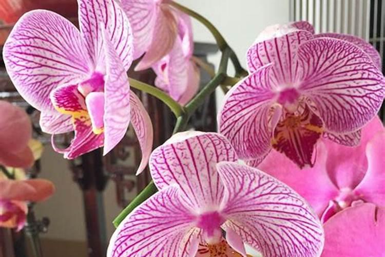 月季花施什么肥好