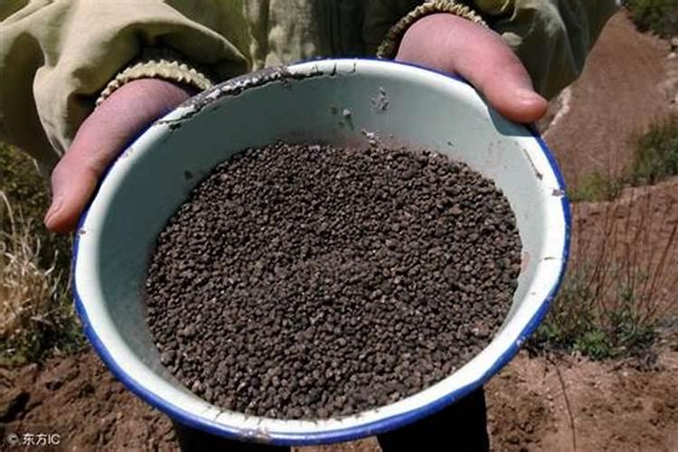 茶树要每天浇水施肥吗
