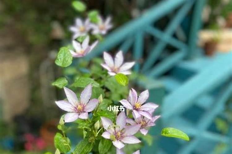 买到激素花怎么脱激素