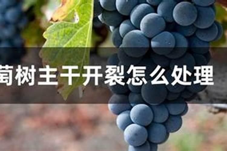 氮肥适合哪些植物与花
