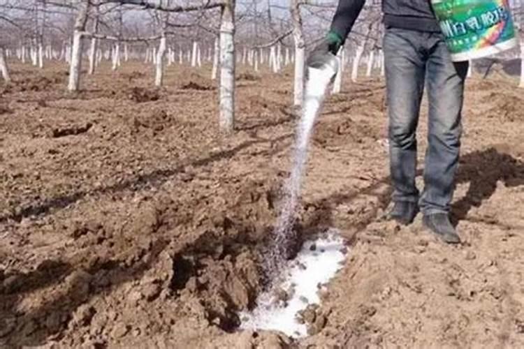 红美人果树一年12个月都施什么元素？