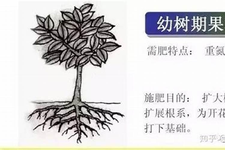 果树什么时间施肥最好