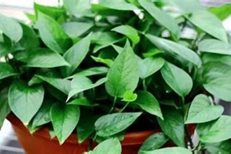 水培绿萝用什么肥料