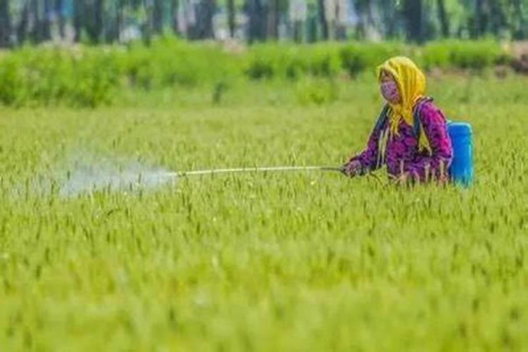氨基酸冲施肥冲黄瓜行吗