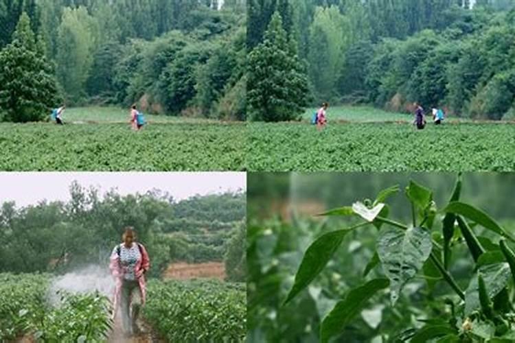 辣椒什么时候打控旺药