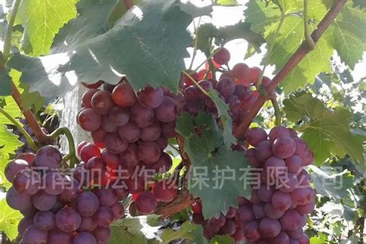 柠檬摘果后的修剪方法 柠檬结果枝如何复壮