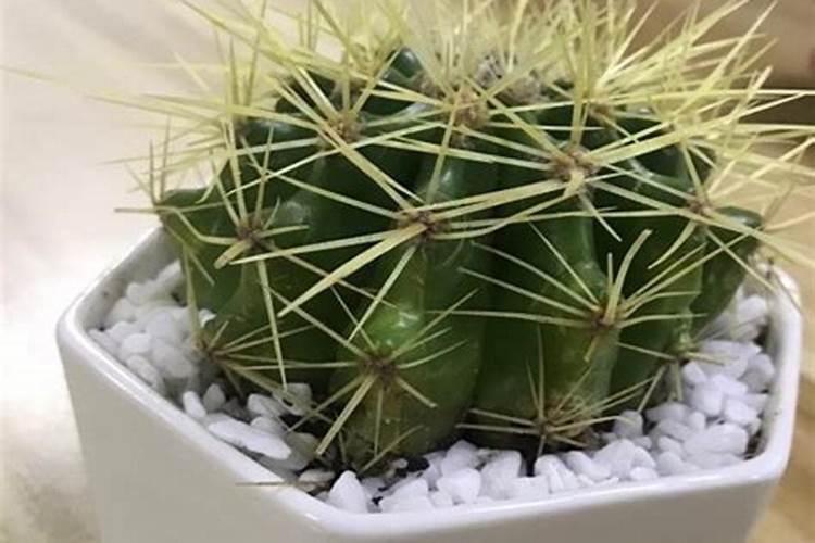 芸苔素多久喷一次,什么时候不能喷,什么情况下使用