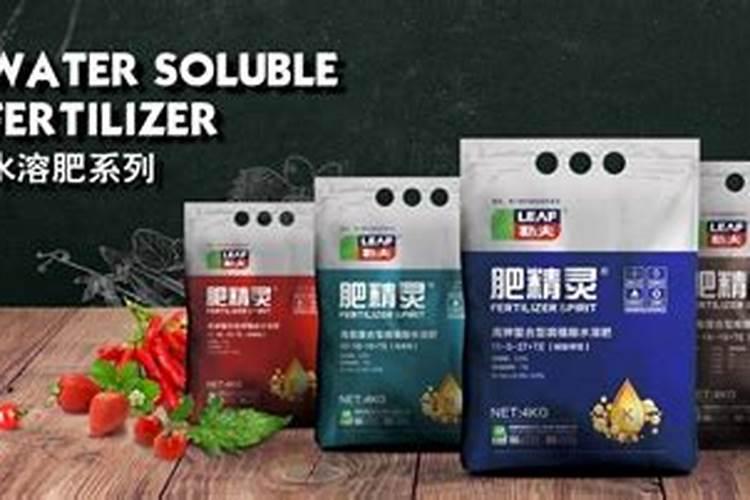 长寿花用水肥怎么管理？