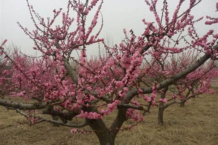 苹果,葡萄,南瓜果实都属于什么果？
