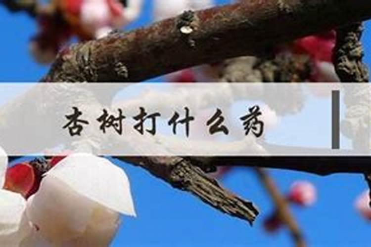 夏季刚移栽活的大杏树,刚发嫩芽,需要喷叶面肥吗？
