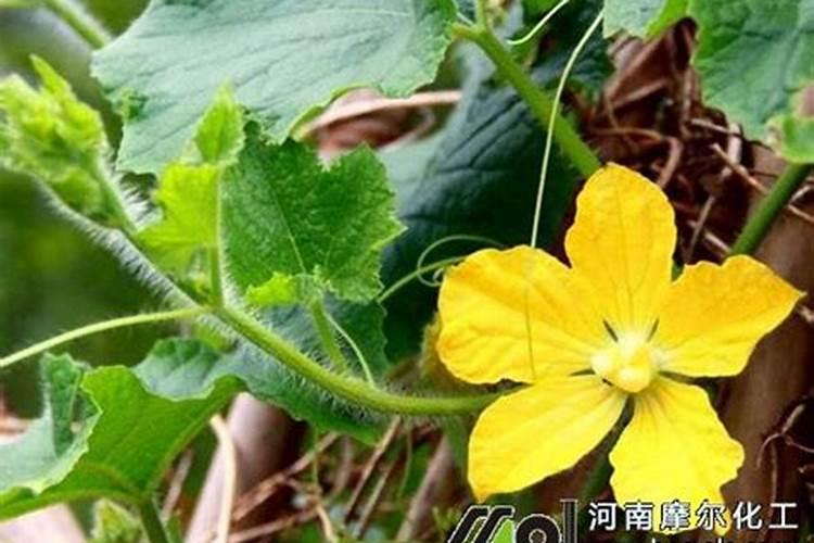 木瓜如何施肥管理