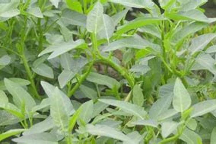 空心菜多久施一次肥 需要什么肥料