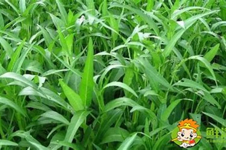 空心菜施肥也是有技巧的,怎样做可以提高产量