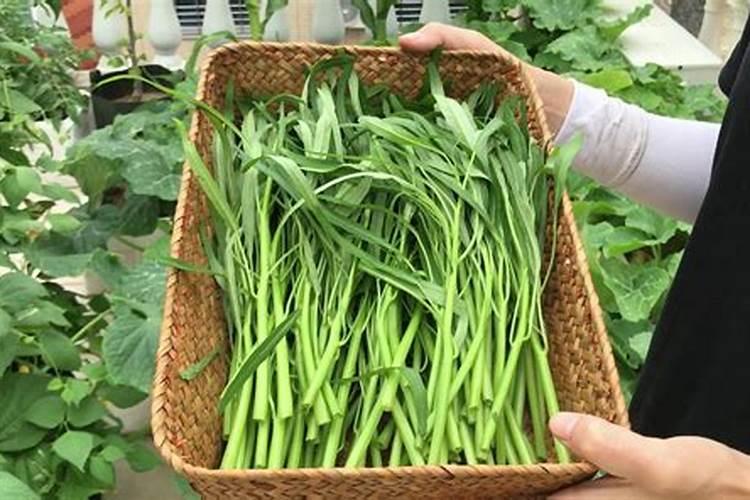 空心菜施什么肥长得快