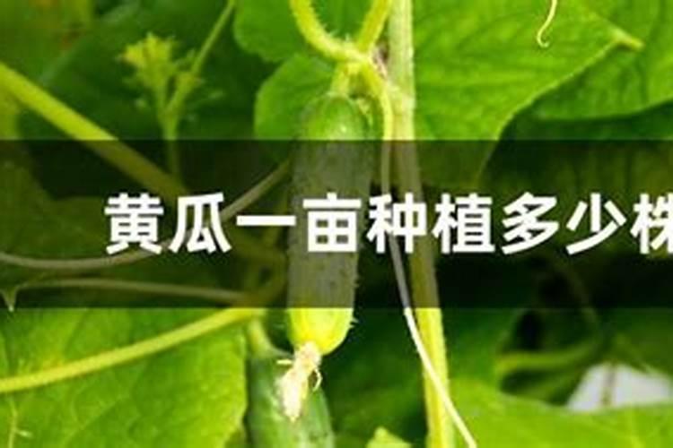 浅水藕的种植方法