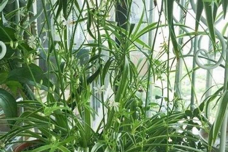 氮磷钾复合肥有哪些,氮磷钾复合肥怎样使用正确