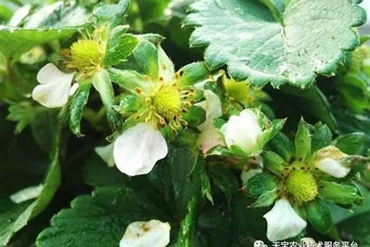 草莓开花结果期怎么施肥 肥料要怎么选择