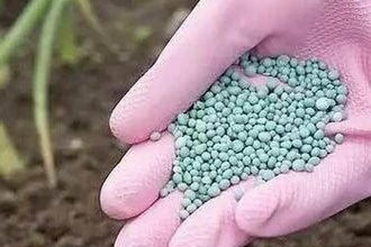 瓜蒌怎么种植技术