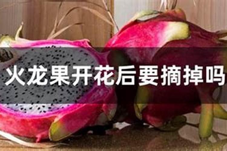 火龙果开花要施什么肥