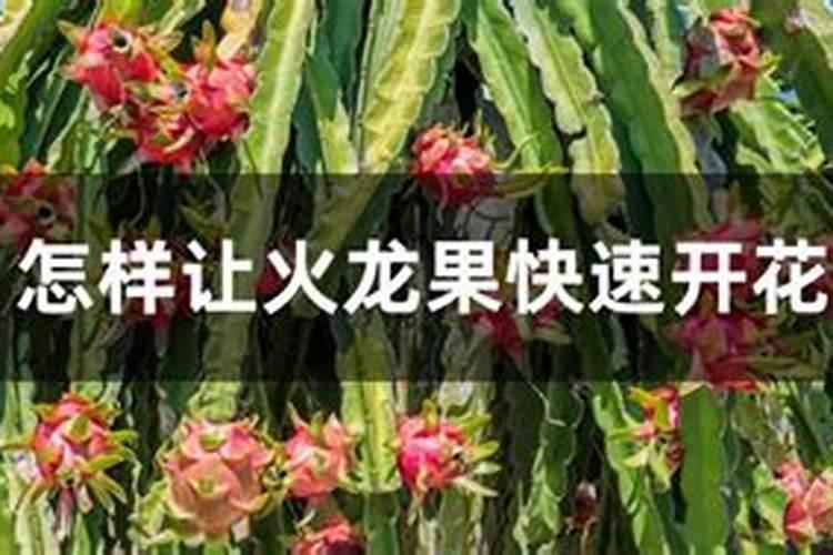 火龙果促花方法与人工催花技巧