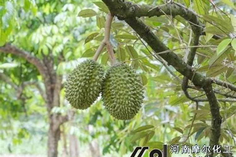 钙肥不能和哪些肥料共用