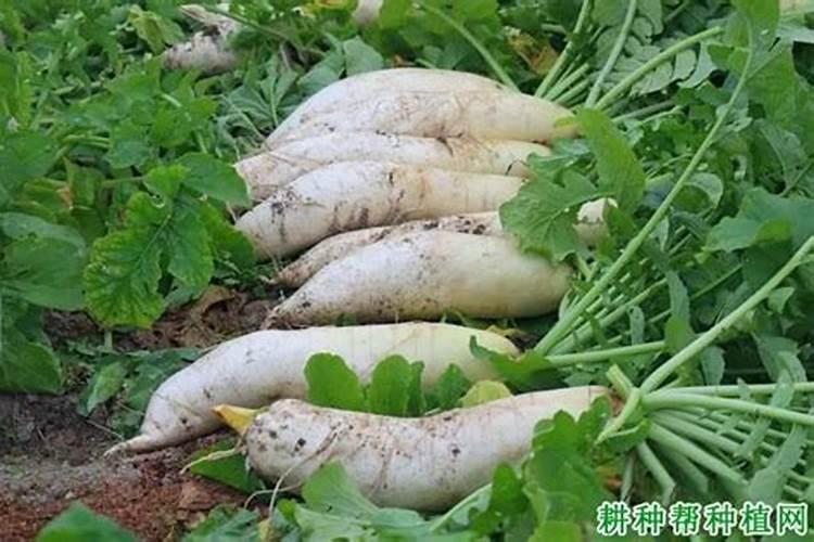 胡萝卜施什么肥最好