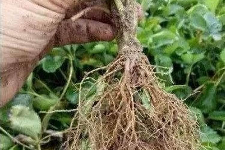 甜瓜膨果增甜用什么药？甜瓜坐果增甜期施肥管理如何做