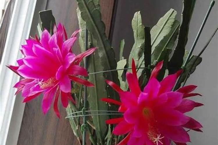 种花生用什么肥料好？