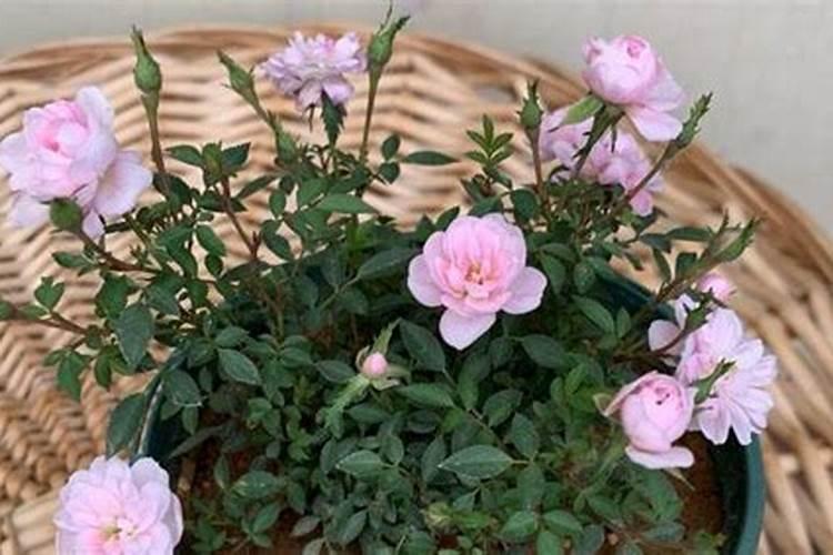 月季僵苗怎样才能发新芽