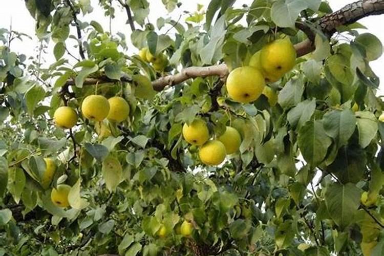 库尔勒香梨开花前期打什么(营养药