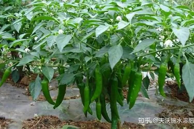 请问各位老师,红五彩椒坐不住果,棵子徒长怎么办,拜托了。