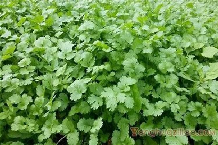 香菜种植施肥方法