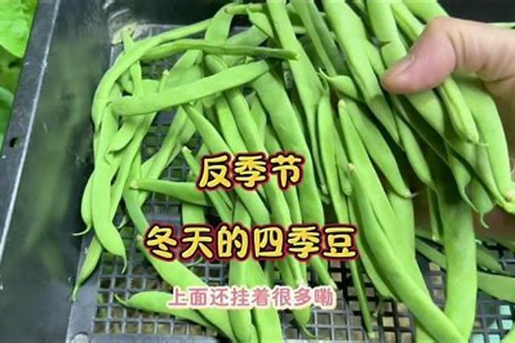 四季豆的种植时间和方法高产栽培技术和管理措施