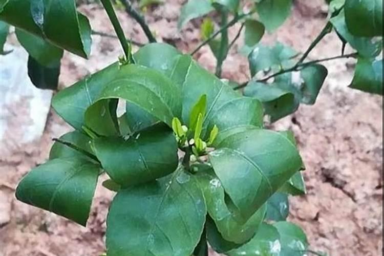 巨峰葡萄催红:乙烯利加芸苔素磷酸二氢钾可以吗？