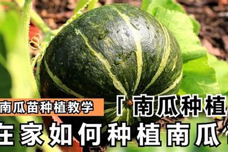 如何对农作物科学施用硼肥？
