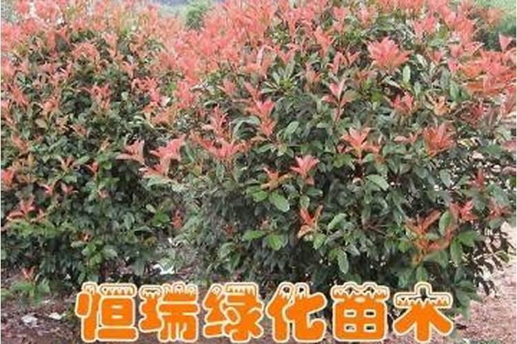 黑暗中植物如何合成淀粉？