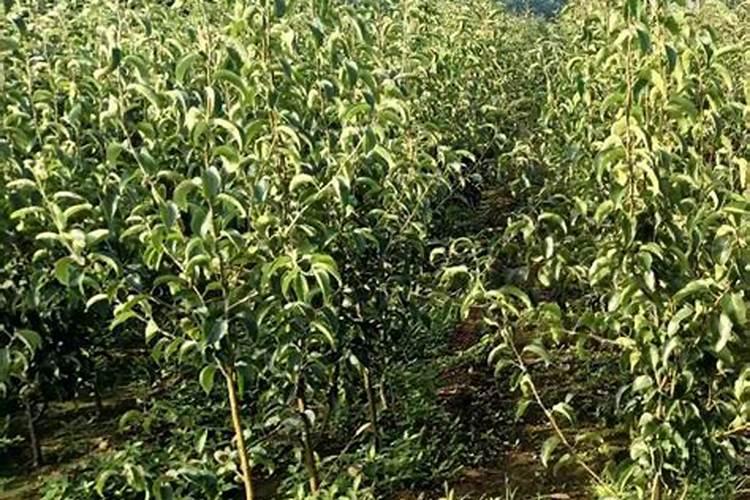 棉花种能当大棚肥料吗