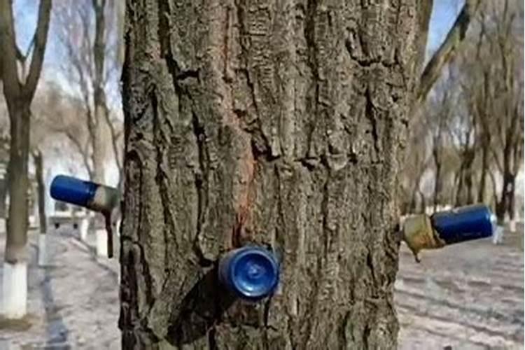 叶面肥不是量越大越好,喷施时期和浓度都要掌握好!