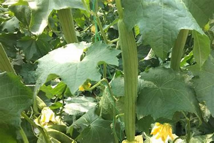 水溶肥是什么肥料 水溶性肥料的优缺点有哪些