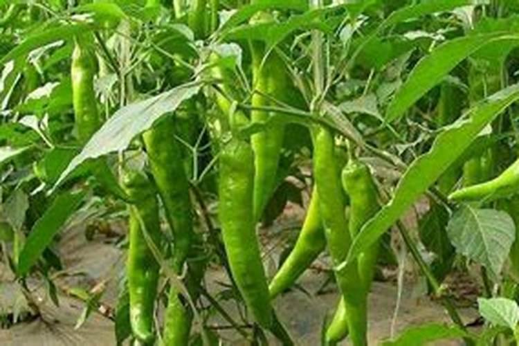 钙镁磷肥的作用及使用方法