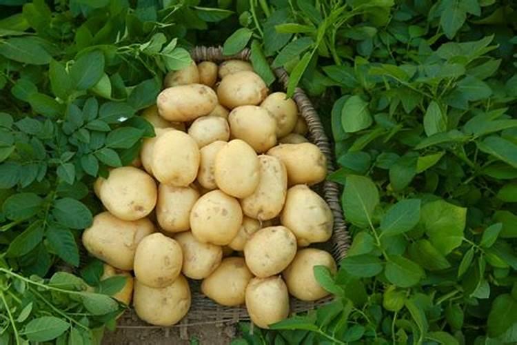种植土豆用什么化肥