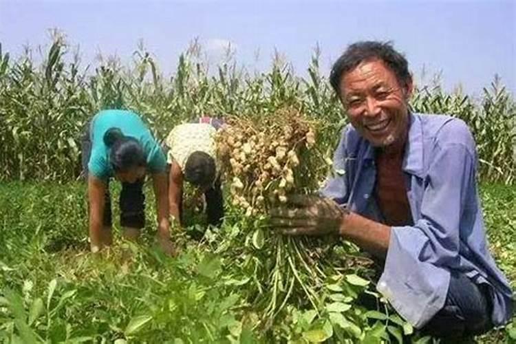 豆角摘完一批要怎样让它翻花