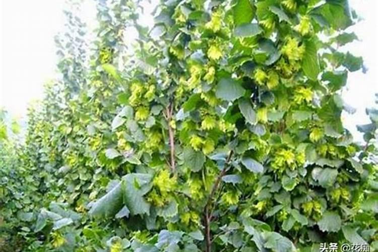 什么蔬菜含钾比较高