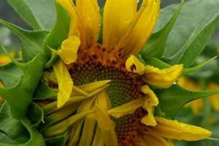 北方桂花树的养殖方法
