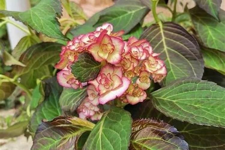 春季种植白菜什么品种最好